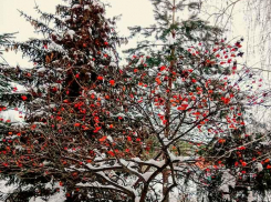 В Камышине наступившее 14 декабря объявлено днем снега при нормальном атмосферном давлении