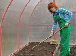 После сбора урожая не оставляем грядки голенькими: сеем сидераты 