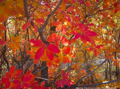 У камышан на пороге «третья волна» бабьего лета