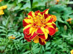 Комфортная погода и +20 обещаны камышанам в понедельник 11 сентября, - перед дождем