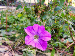 Яркое солнце и +24: отличная погода сохранится в Камышине 2 октября