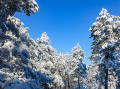 Камышин после снегопада потрясает горожан красотой (ВИДЕО)