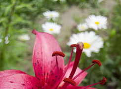 Синоптики обещают Камышину слабый дождь