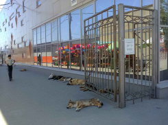 Регионам делегируют право запирать бесхозных псов в собачьих приютах «на дожитие»