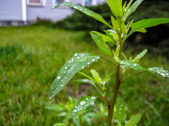 Туманно и тепло: погода в Камышине 14 ноября