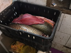 По всей Волгоградской области полицейские ловят браконьеров