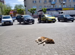 В Волгоградской области требуют эвтаназии для бездомных псов - ради защиты людей