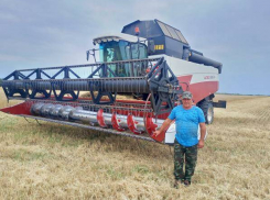 Какими сортами пшеницы в Камышинском районе формируют семенной фонд