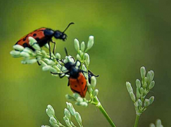 Северо-восточный ветерок на пару градусов ослабит воскресную жару