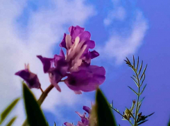 У камышан «на пороге» новые дожди