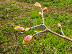 Потеплеет, но дожди не отступят: погода в Камышине на сегодня, 26 апреля