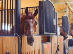 Установлены обстоятельства гибели в огне лошадей и пони