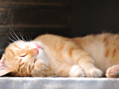 Солнечной пятницей завершится рабочая неделя в Камышине