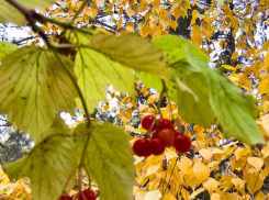 В Камышине погода разворачивается к снегу