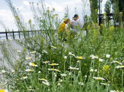В Камышине северный ветерок не даст столбикам термометра подняться выше +30-ти 16 августа