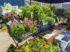 В Камышине начались распродажи садовых цветов