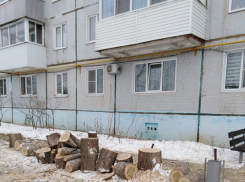 «Не могу понять, зачем в нашем засушливом городе кромсать  многолетние деревья?» - камышанка