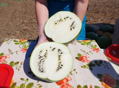 Волгоградские селекционеры похвалились разноцветными арбузами: не сказать, чтобы аппетитно - зато не приелось!