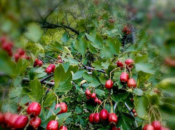 Свежесть, солнце и новые дожди: погодная повестка для камышан на конец недели