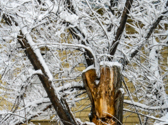 В Камышине под тяжестью снега начали ломаться деревья
