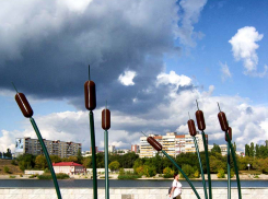 «Почему в вашем городе камыши без листьев?» - не поняли моего фото знакомые, - камышанка