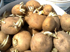 За неделю картошка в Волгоградской области подскочила в цене на четверть, а в Камышине - почти на треть