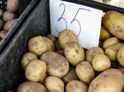 На камышинских рынках подешевела картошка