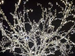 В Камышине после установки пробно включили светящееся дерево