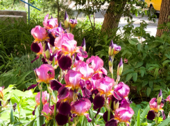 Почти летняя жара пришла в Камышин