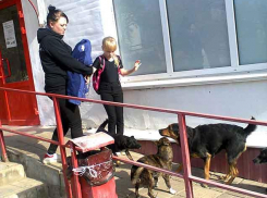 Волгоградская Общественная палата зашла в тупик в вопросе размножения бродячих собак