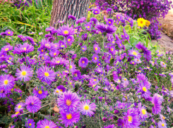 Погодная повестка: в Камышине октябрь начинается как пятый месяц лета