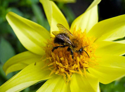 Камышин во вторник «притенит» от жары северный ветерок