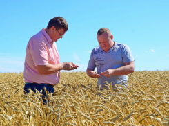 В стабильных хозяйствах Камышинского района планируют выйти на урожайность пшеницы в 25 центнеров с гектара