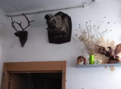  Картины, люстры, чучела животных: камышане устроили в подъезде собственного дома «музей»