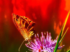 Плюс 31 в сегодняшний понедельник - это только пролог к жаре начинающейся недели (ВИДЕО)