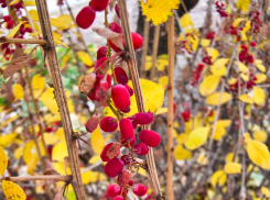 Дождь на весь день в субботу и геомагнитные возмущения спрогнозировали синоптики для камышан