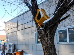 Кто додумался «кладовку» на дереве устроить в Камышине в центре города?» - камышанка