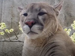 Спасенная в Волгограде пума вылечилась и отправилась в путешествие (ВИДЕО)