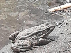 На центральной набережной Камышина отдыхающим «позируют» жабы, и горожане переживают, что Волга превращается в болото