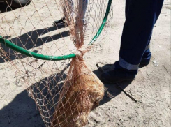 В Камышине спасатели вызволили забившегося под автомобиль сурка