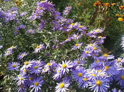 Погода: в Камышин, наконец, «заглянет» небольшой дождик