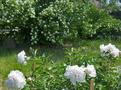 Жара и гроза - таков прогноз на ближайшие дни в Камышине