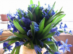 Розы или подснежники? - молодых камышанок расспросили, какие цветы они бы предпочли к 8 марта