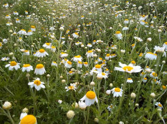В Волгоградской области за минувшие сутки скончался от коронавируса учитель-пенсионер