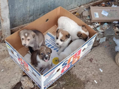 Камышане пытаются куда-то пристроить трогательных несчастных щенков