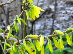 В Камышине сегодня, 24 апреля, случился погодный «апокалипсис»: снежные заряды перемешались с дождем и ветром