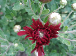 В Камышине днем солнце постепенно  «отогреет» воздух, но ночи будут оставаться прохладными