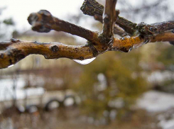 В Камышине в понедельник - холодный дождь, во вторник - тепло и солнце