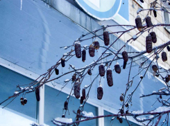 Погода в Камышине 18 января будет морозной, а в Крещение вновь склонится к «качелям»