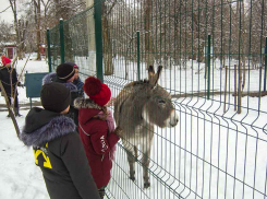 Юные камышане замирают от умиления у вольера с животными в городском парке